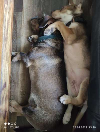 Die schönsten Hundekuschelbilder-Beitrag-Bild