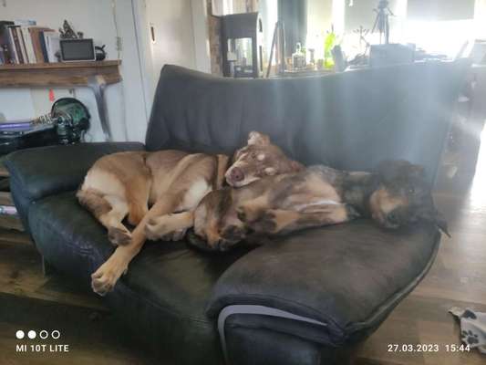 Die schönsten Hundekuschelbilder-Beitrag-Bild