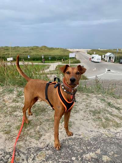 Liebhaber des Deutschen Pinscher gesucht.-Beitrag-Bild