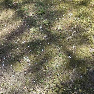 Giftköder-Tabletten-Bild