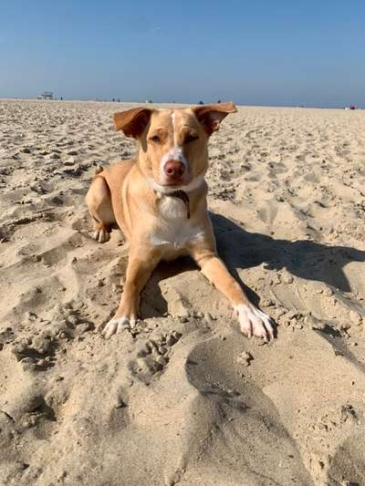 Mischlinge raten - Rätselspaß-Beitrag-Bild