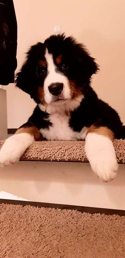 Berner Sennen-Beitrag-Bild