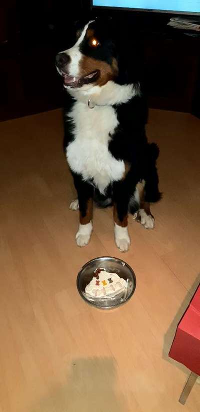 Berner Sennen-Beitrag-Bild