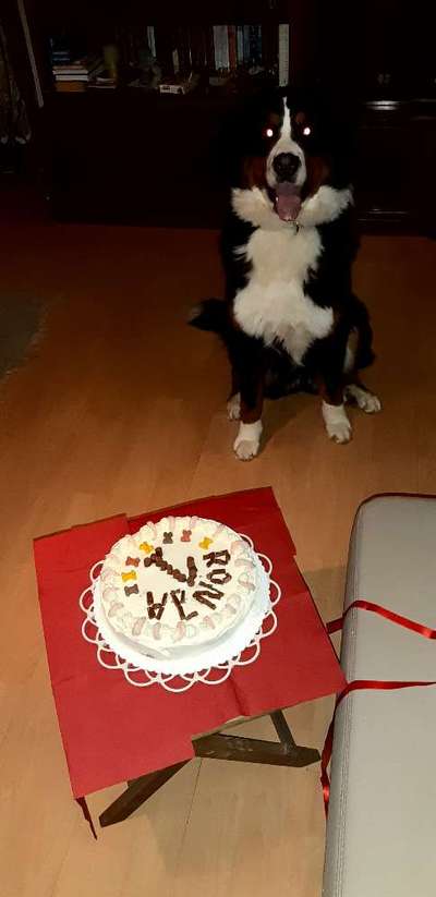 Berner Sennen-Beitrag-Bild