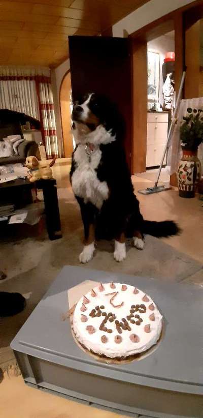 Berner Sennen-Beitrag-Bild