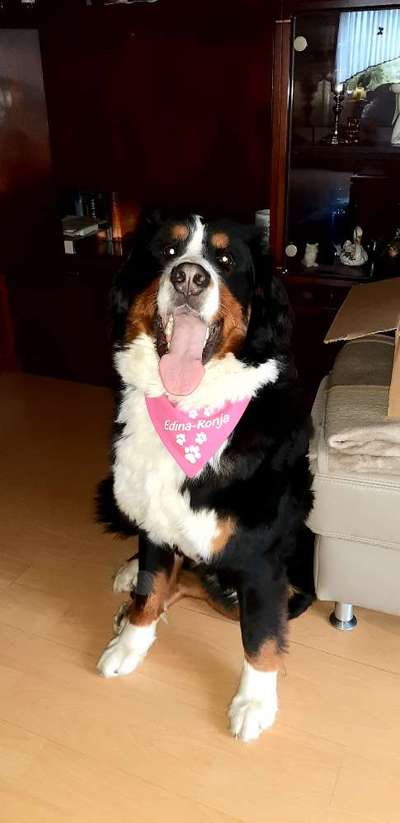 Berner Sennen-Beitrag-Bild