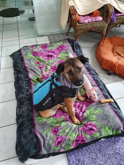 CHALLENGE NR. 19 - Der Hundeblick-Beitrag-Bild