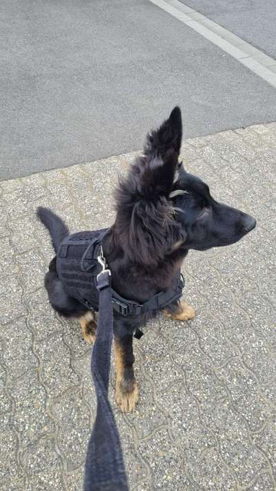 Hundetreffen-Gassirunden, spielen und lernen 😊-Bild