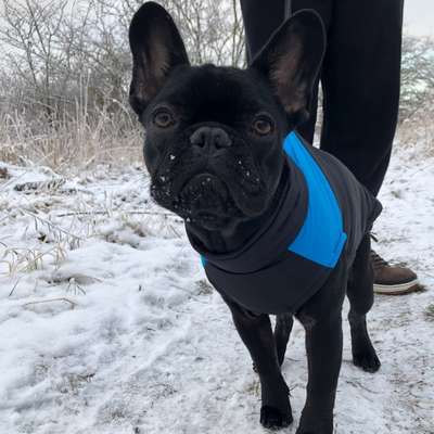 Hundetreffen-Pablo sucht neue Spielpartner*innen-Profilbild