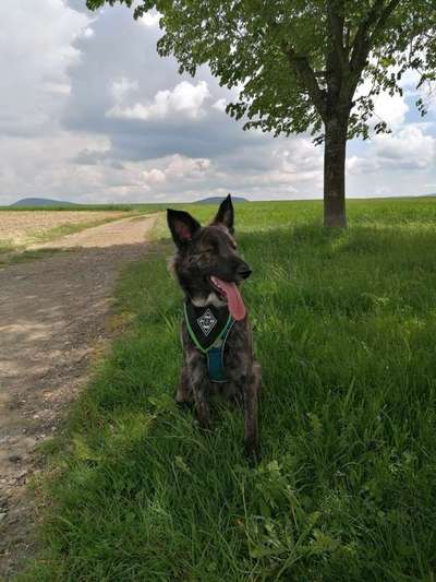 Die Dogorama Kalender Challenge 4/4-Beitrag-Bild