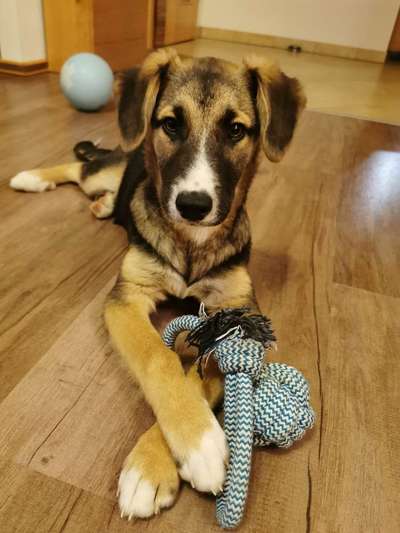 Welpen Bilder !-Beitrag-Bild