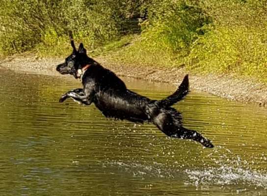 Die Dogorama Kalender Challenge Teil 3/4-Beitrag-Bild