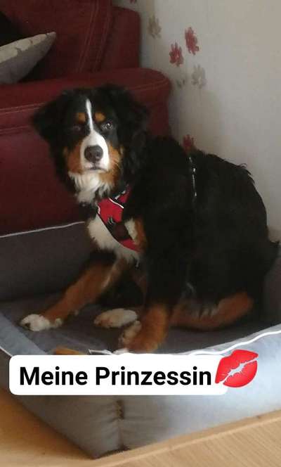 Fremde streicheln Hund-Beitrag-Bild