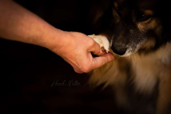 Tierfotograf Bild