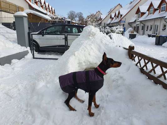 Die Dogorama Wochen Challenge-Beitrag-Bild