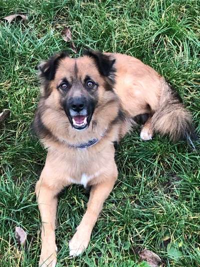 Mischlinge raten - Rätselspaß-Beitrag-Bild