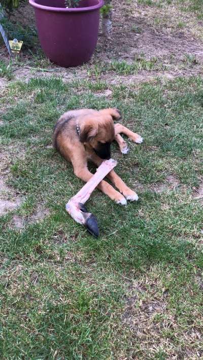 Fotochallenge Guten Appetit! Dein Hund beim futtern-Beitrag-Bild