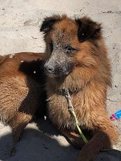 Dogorama Photo Challenge - Tierischer Urlaub-Beitrag-Bild