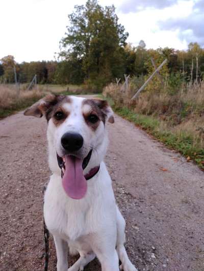 Hundetreffen-Social Walk-Bild