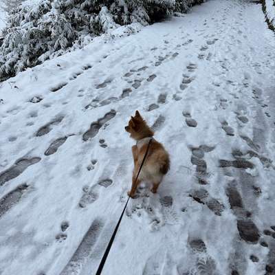 Hundetreffen-Pomeranian-Zwergspitz Treffen-Bild