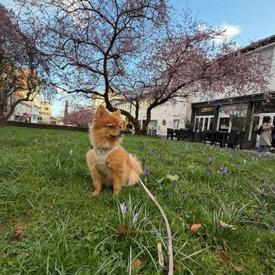 Hundetreffen-Hundetreffen Witzenhausen-Profilbild