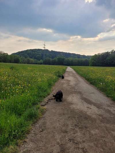 Hundeauslaufgebiet-Hundewiese Lohmar-Bild