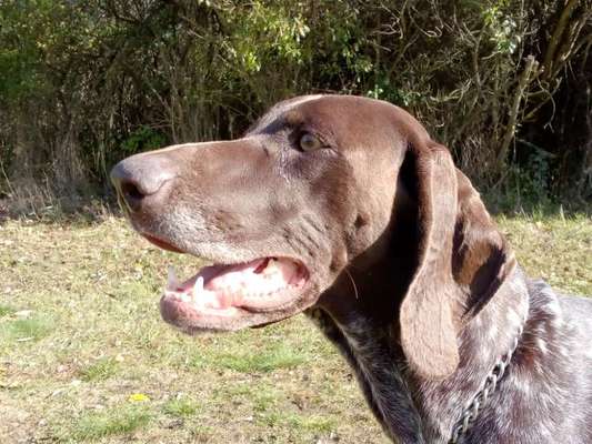 Sind hier Deutsch Kurzhaar/ Jagdhunde?-Beitrag-Bild