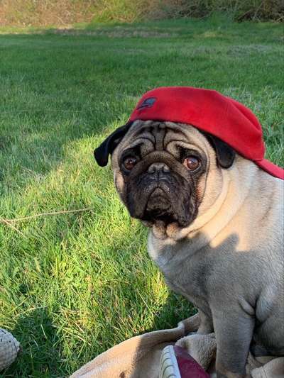 Die Dogorama Monats Challenge "Es grünt und blüht"-Beitrag-Bild