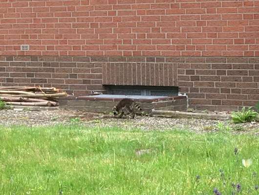 Waschbären, Gefahr für Hunde?-Beitrag-Bild