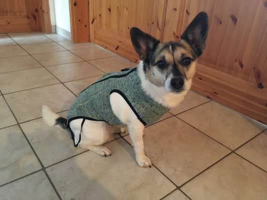 Havaneser zittert während und nach dem Joggen-Beitrag-Bild