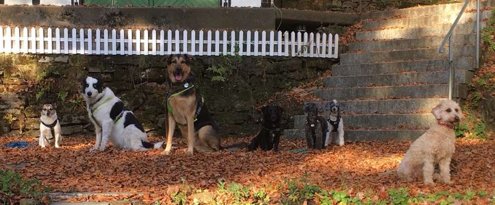 Zwerghunde und die "bösen Grossen"-Beitrag-Bild