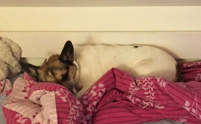 Freddys Kummerkasten-Beitrag-Bild