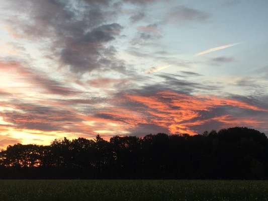 Die wunderschöne Welt mit Hund.-Beitrag-Bild