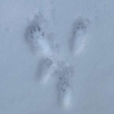 Gangbild/-analyse-Beitrag-Bild