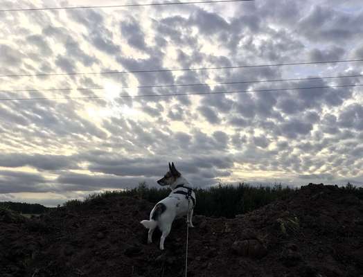 156. Fotochallenge *** DEIN HUND UND DIE WUNDERSCHÖNEN WOLKEN ***-Beitrag-Bild