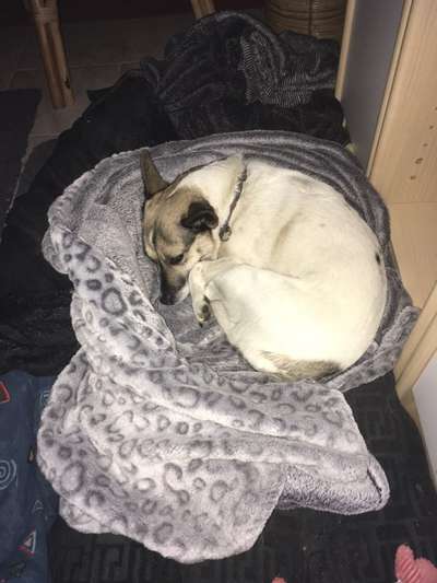 Nest bauen/ sich bequem machen-Beitrag-Bild