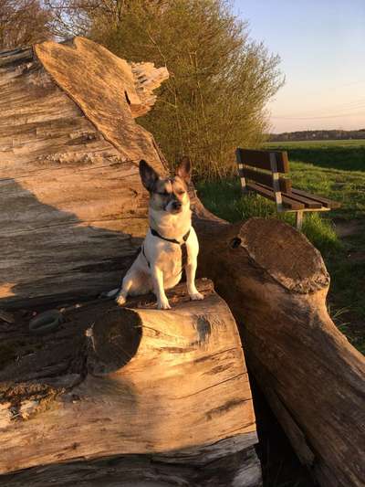 Gespräche zwischen Hund und Halter-Beitrag-Bild