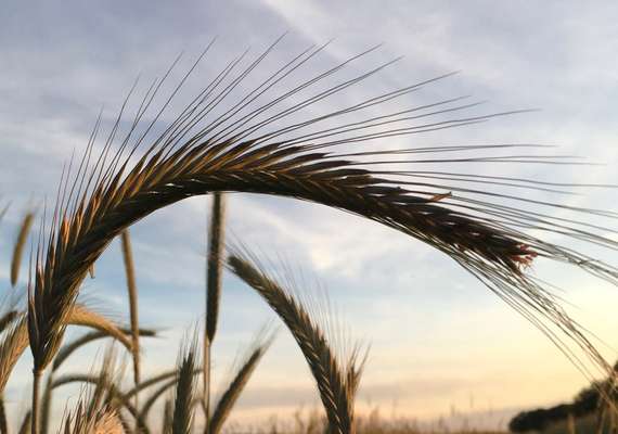 Die wunderschöne Welt mit Hund.-Beitrag-Bild