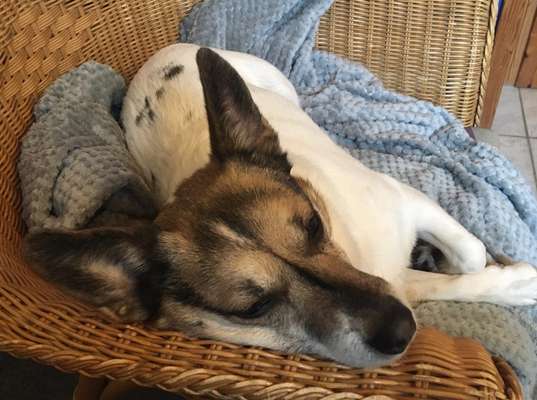 Spitzname(n) Deines Hundes-Beitrag-Bild