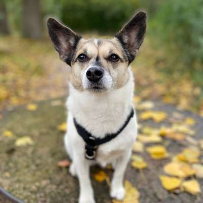 Hundekostüme zu Karneval oder Halloween.-Beitrag-Bild