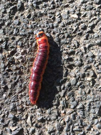 Die wunderschöne Welt mit Hund.-Beitrag-Bild