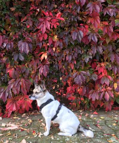 33.Farben Challenge: 
Thema Herbstfarben-Beitrag-Bild