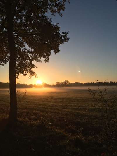 Die wunderschöne Welt mit Hund.-Beitrag-Bild