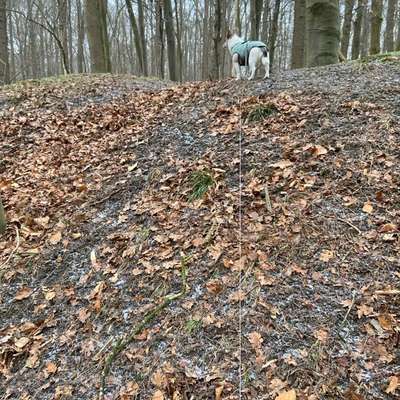 Wie heißen eure Gassi-Runden und warum?-Beitrag-Bild