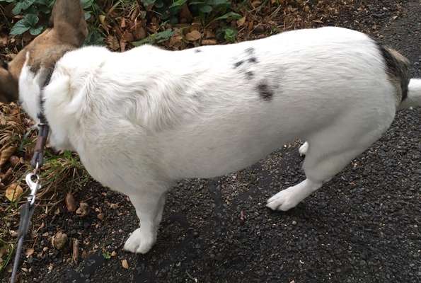 Gangbild/-analyse-Beitrag-Bild