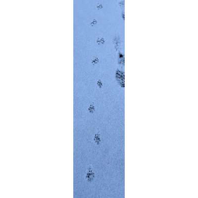 Gangbild/-analyse-Beitrag-Bild