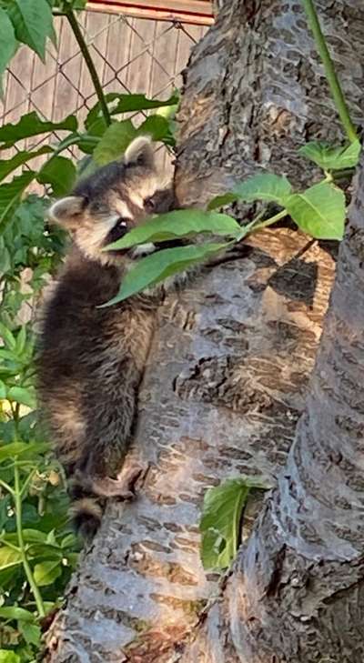 Waschbären, Gefahr für Hunde?-Beitrag-Bild