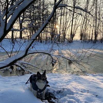Wie heißen eure Gassi-Runden und warum?-Beitrag-Bild