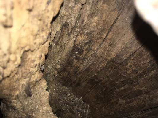 Waschbären, Gefahr für Hunde?-Beitrag-Bild