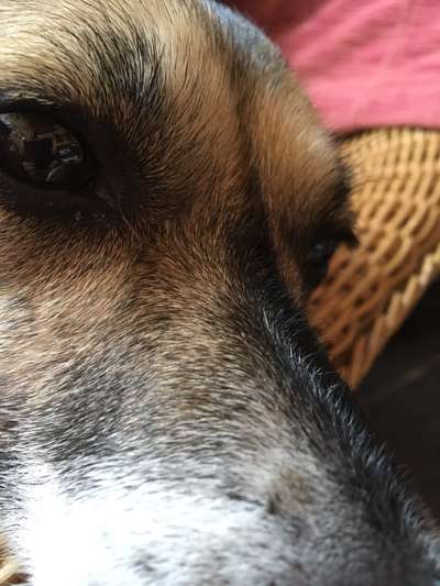 Dogorama Photo Challenge - Details Ganz nah-Beitrag-Bild